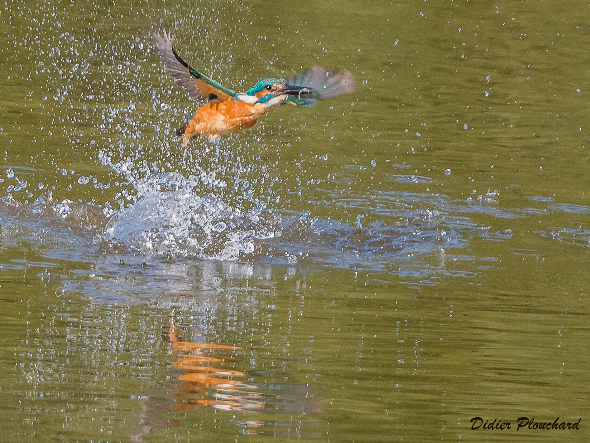 JMZH - Les oiseaux du marais de Cambrin